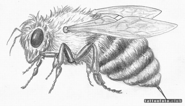 Насекомые карандашом