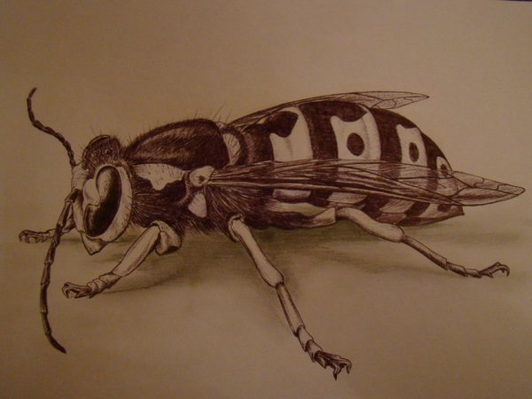 Рисунки ОС карандашом