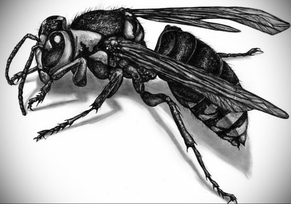 Шершень карандашом