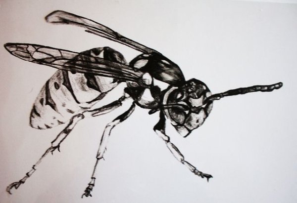 Оса карандашом
