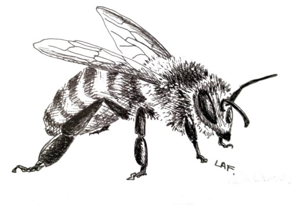 Оса обыкновенная рисунок