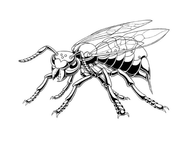 Оса раскраска