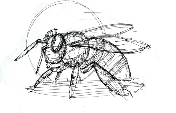 Пчела раскраска