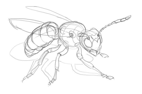 Раскраска пчелы и соты