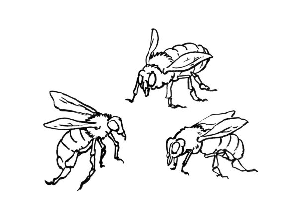 Шершень для раскрашивания