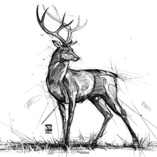 Северный олень рисунок карандашом