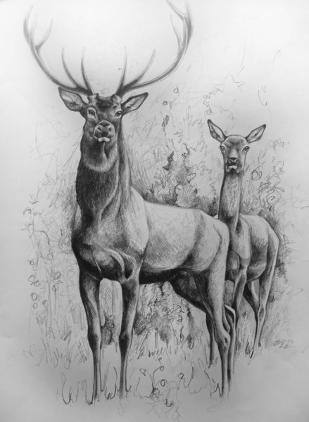 Олень карандашом
