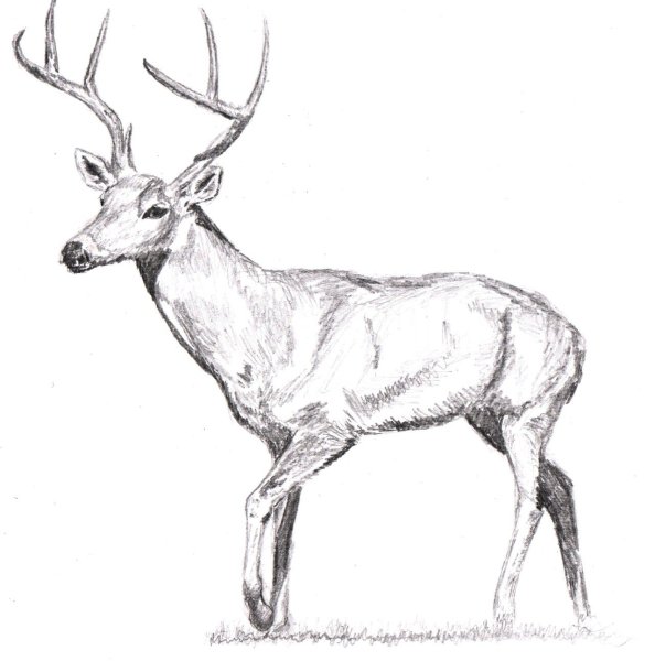 Рисунок оленя для срисовки