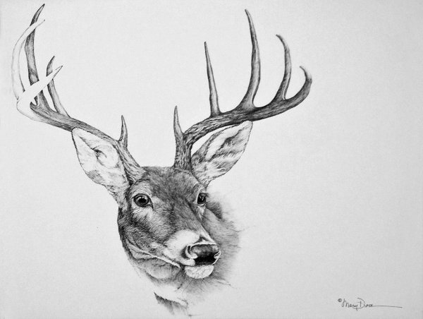 Олень набросок