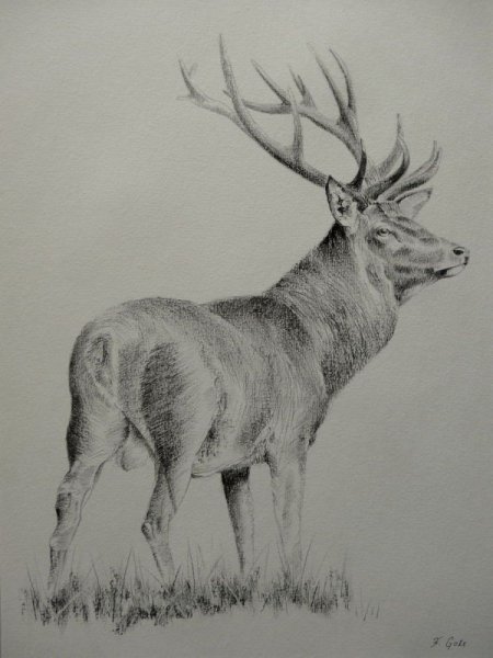 Рисунок оленя для срисовки