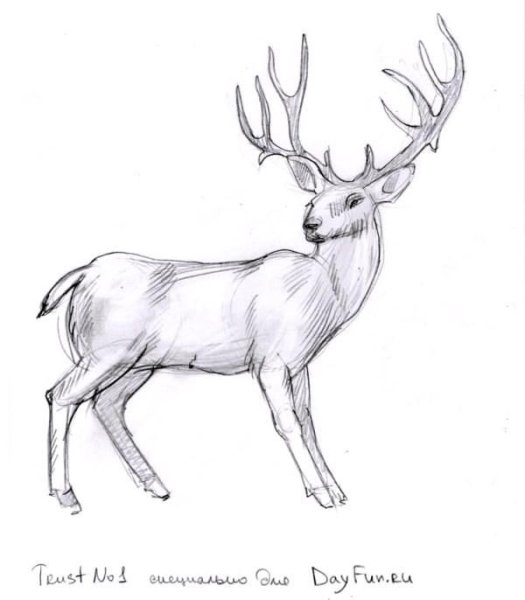 Олень в профиль карандашом