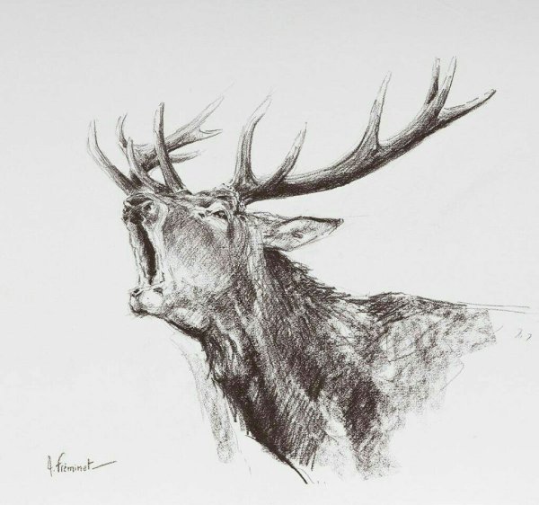 Поэтапное рисование оленя