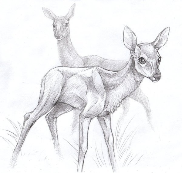 Рисунок оленя для срисовки