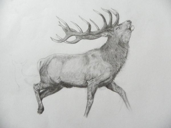 Голова оленя карандашом