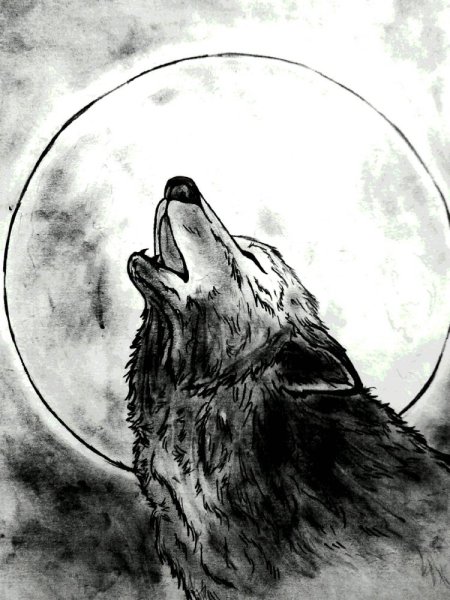 Рисунки Волков для срисовки