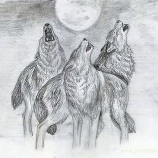 Рисунки животных карандашом