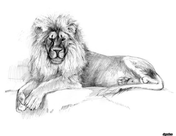 Лев карандашом