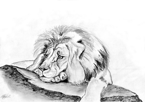 Лев рисунок
