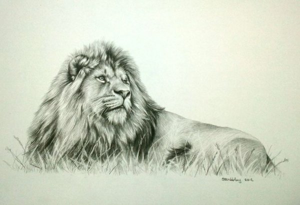 Лев карандашом