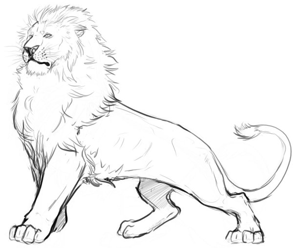 Лев сбоку рисунок