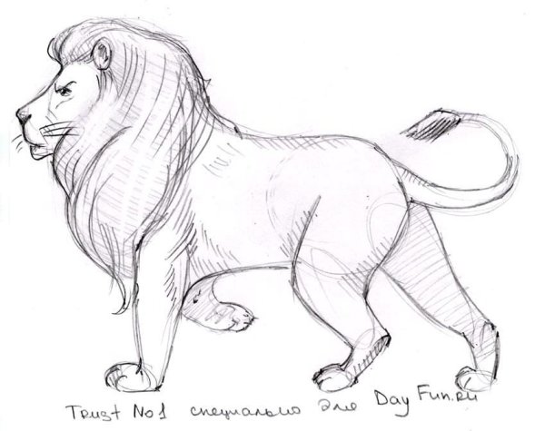 Лев эскиз легкий