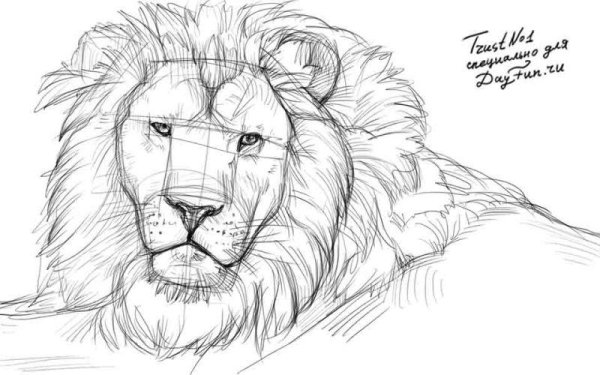 Лев для срисовки