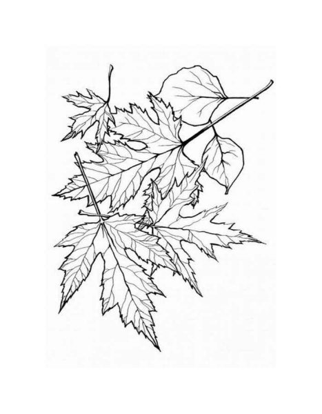 Осенний букет контур