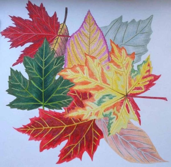 Осенние листья в вазе рисунок