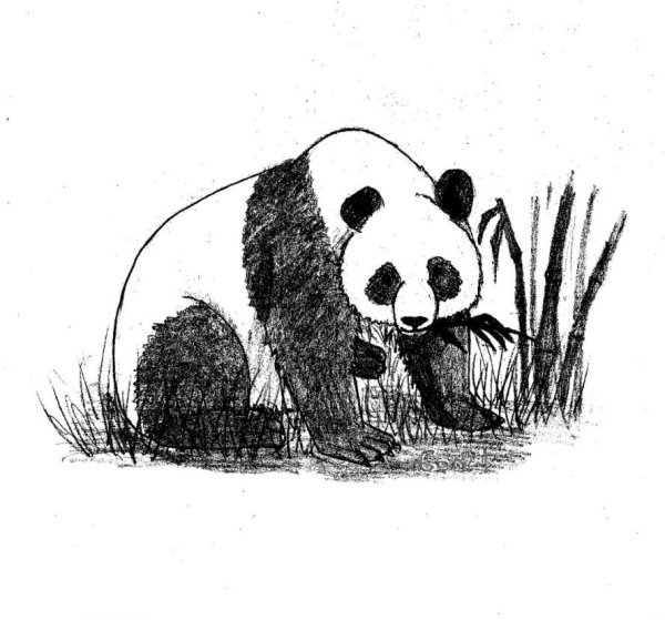 Панда набросок