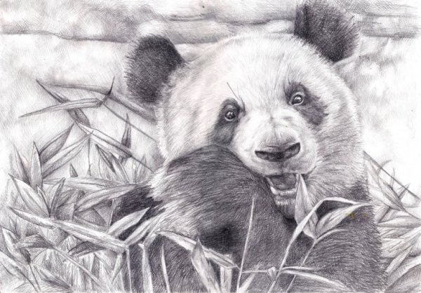 Рисунки животных Панда