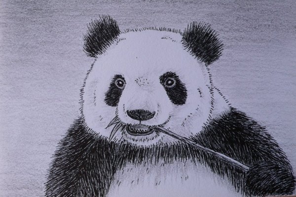 Рисунки для срисовки лёгкие