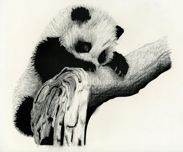 Рисование пастелью Панда