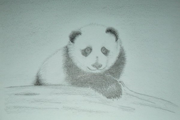 Рисунки для срисовки лёгкие Панда