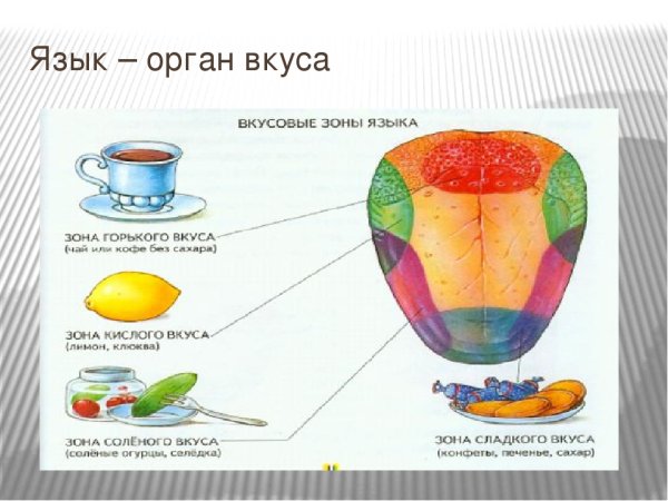Язык орган чувств