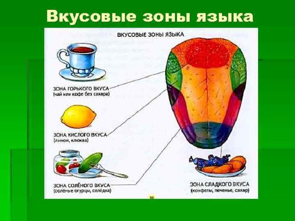 Части языка отвечающие за вкус