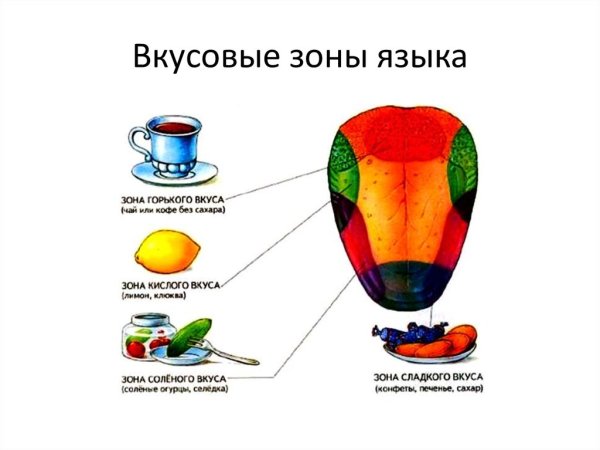 Вкусовые рецепторы на языке схема