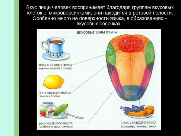 Вкусовой анализатор строение