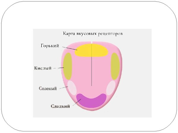 Язык орган чувств