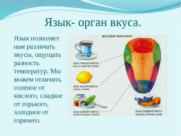 Строение языка вкусовые рецепторы