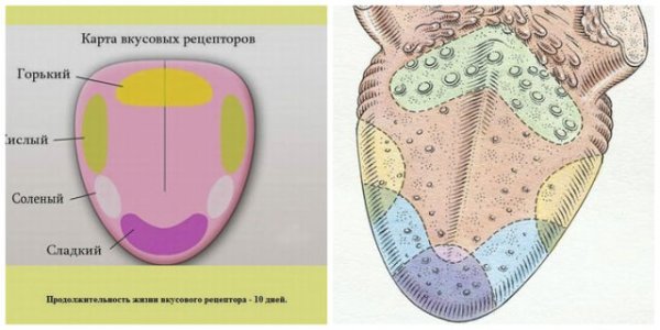 Вкусовые зоны языка биология 8 класс