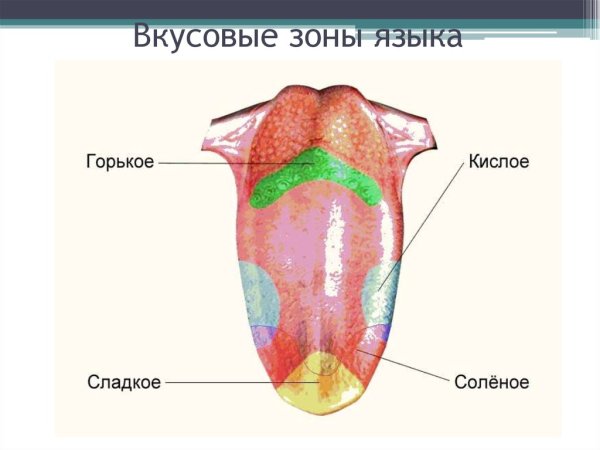 Зоны вкуса на языке