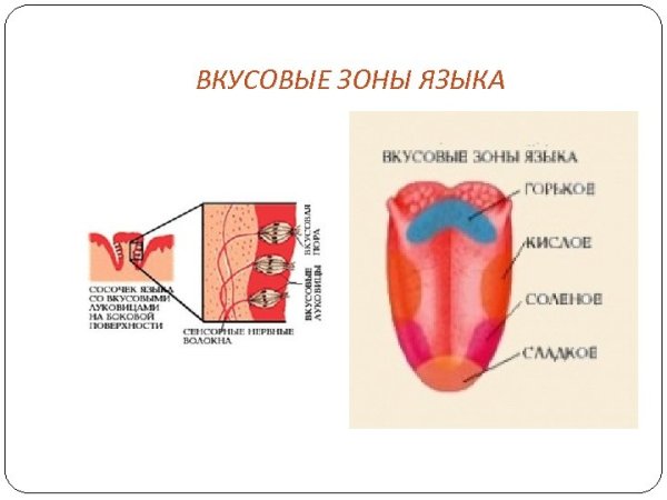 Вкусовые рецепторы схема
