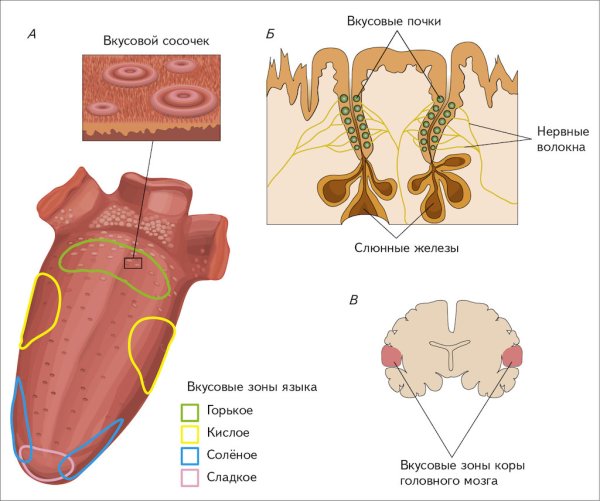 Вкусовые рецепторы на языке схема