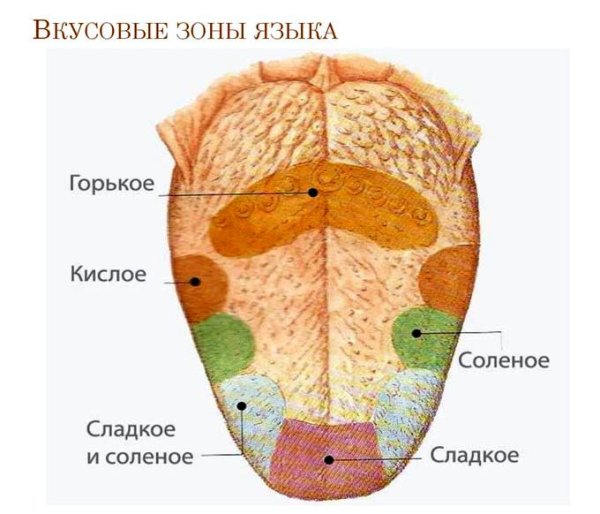 Схема полей вкусовой чувствительности языка