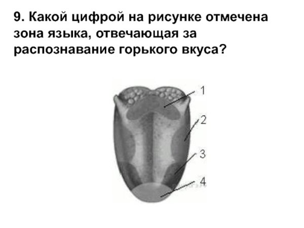 Органы чувств вкус анатомия