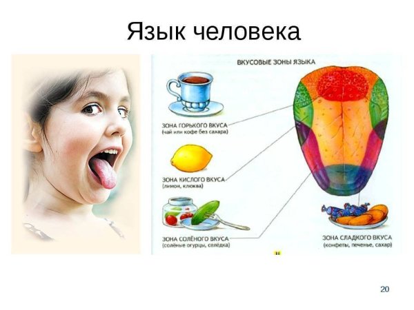 Вкусовые зоны языка кислый Горький соленый сладкий