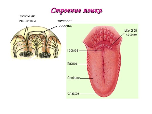 Зоны языка вкусовые рецепторы