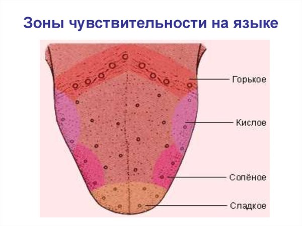 Вкусовые рецепторы на языке