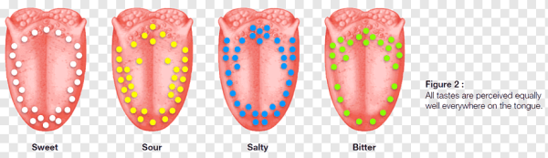 Вкусовые рецепторы на языке