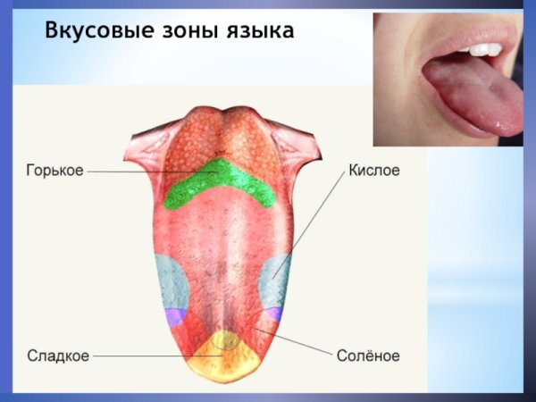 Вкусовые рецепторы на языке схема